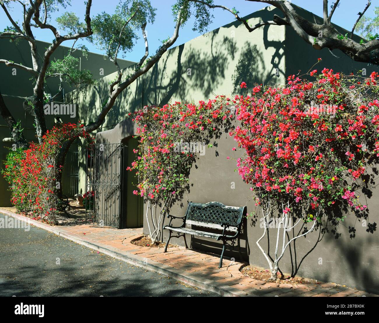 Climbing Flowering Vines In Arizona Top 10 New Plants For Spring 2024