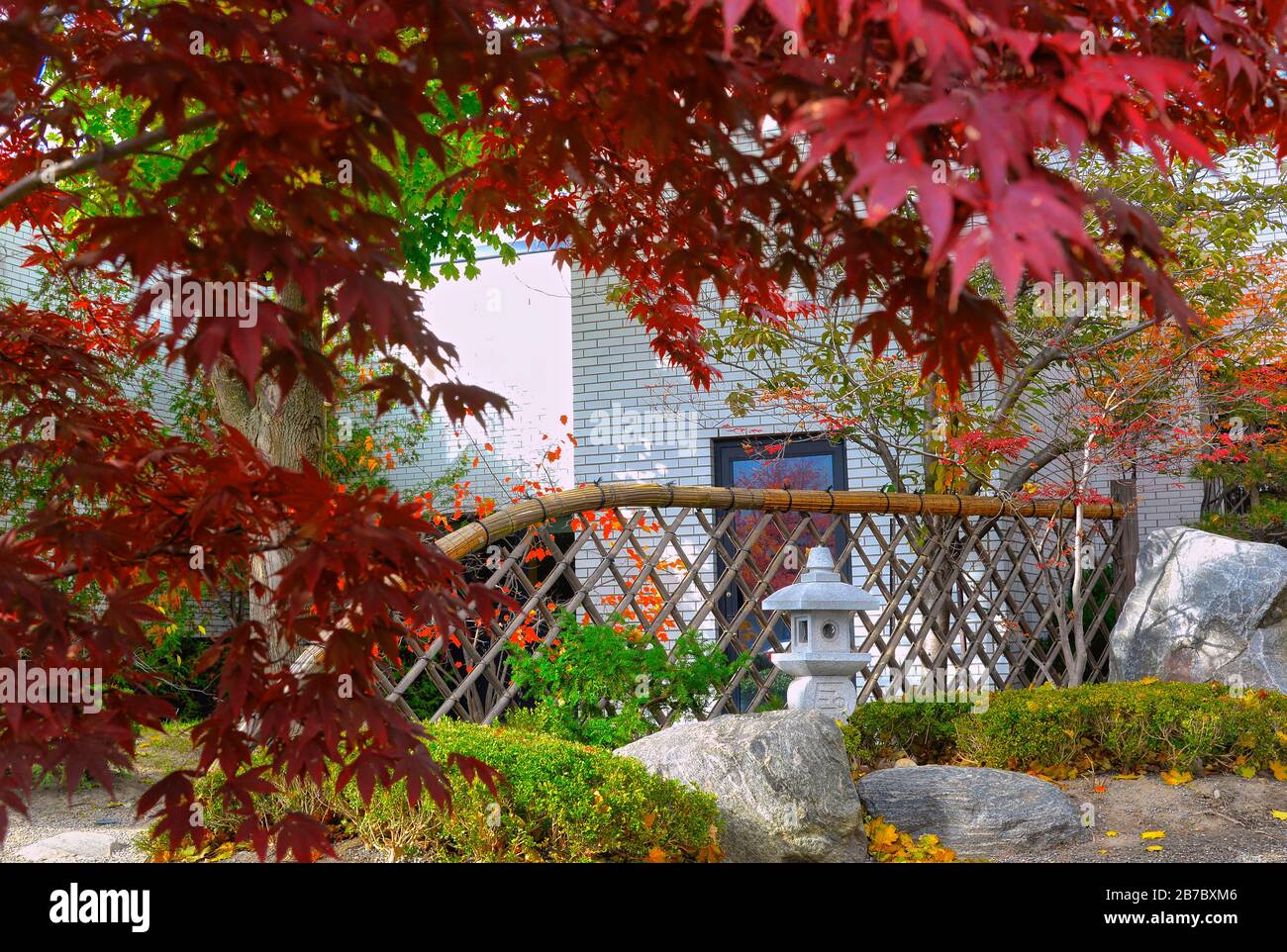 Japanese maple park hi-res stock photography and images - Alamy