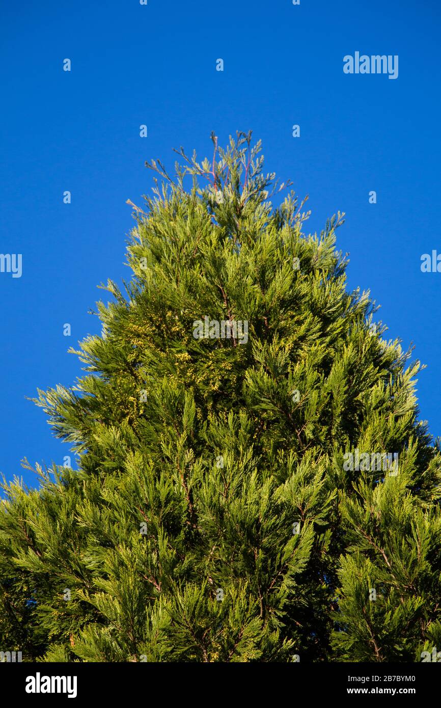 Tree leaves as floral nature background texture Stock Photo - Alamy