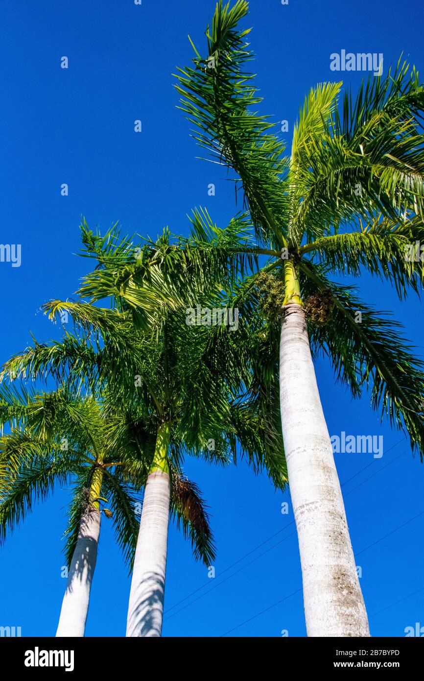 Everglades Palm Trees with a Blue Sky Stock Photo - Alamy