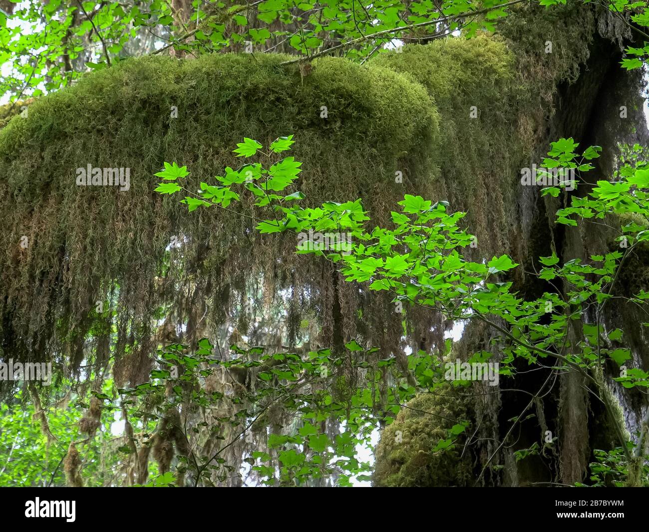 close up of beard moss and bigleaf maple leaves at hoh rain forest Stock Photo
