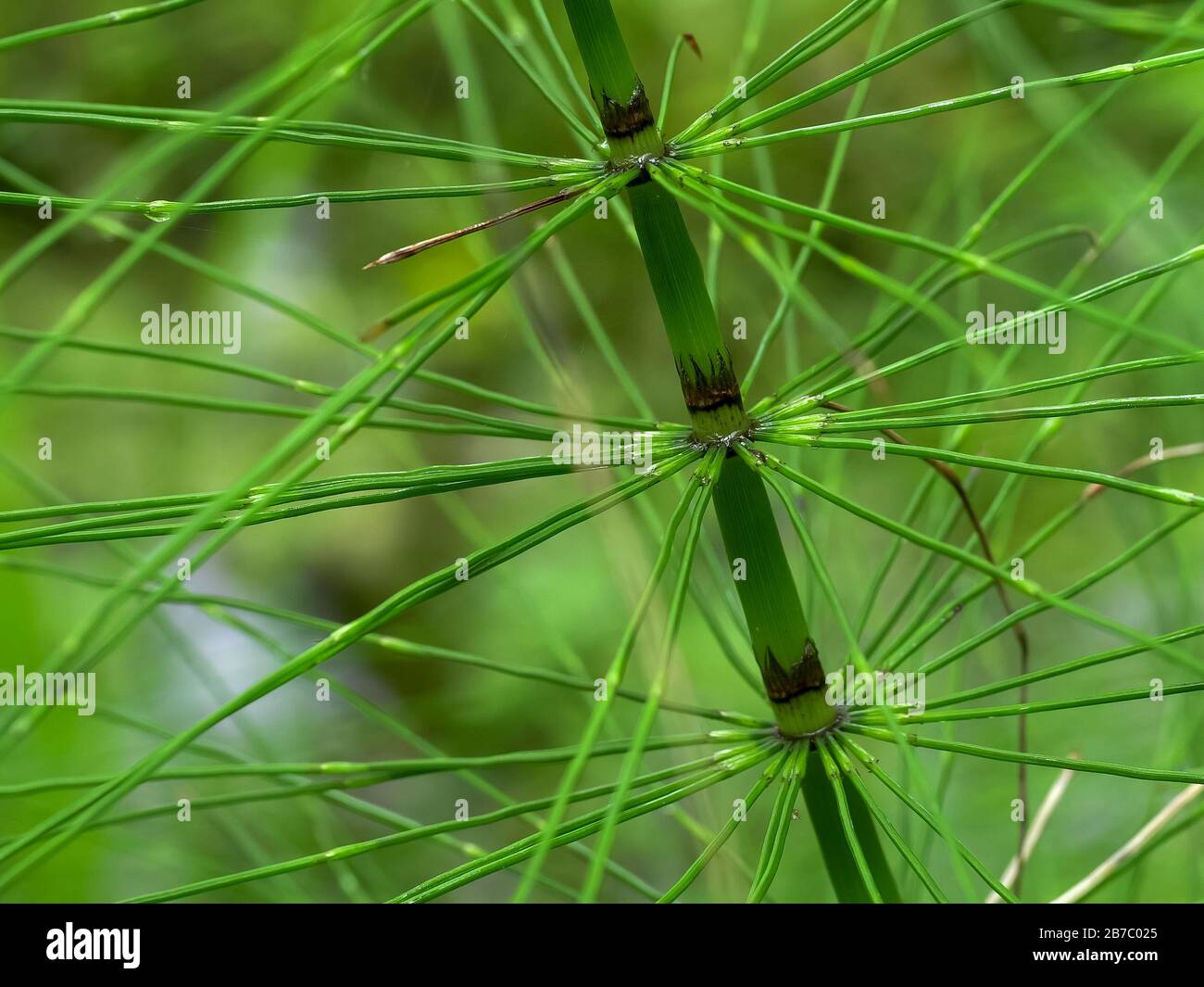 close up of horsetail plant beside a creek at hoh rainforest Stock Photo