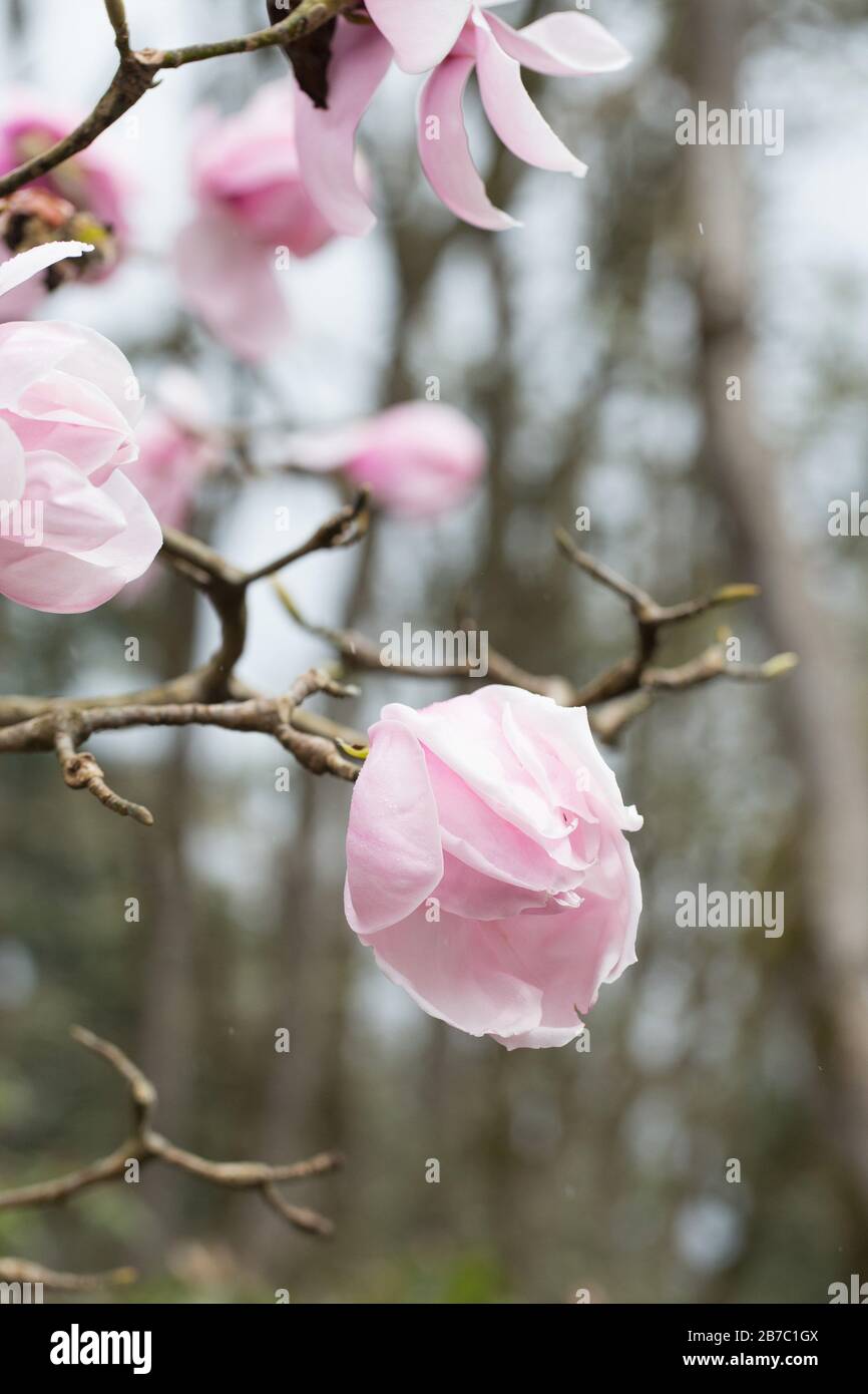 Magnolia 'Caerhays Belle'. Stock Photo