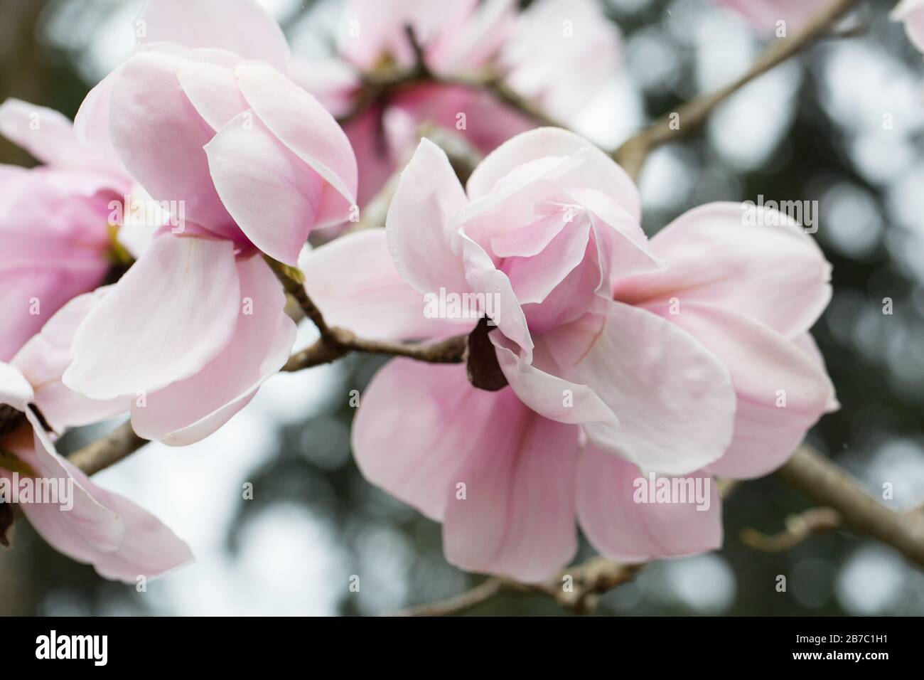 Magnolia 'Caerhays Belle'. Stock Photo