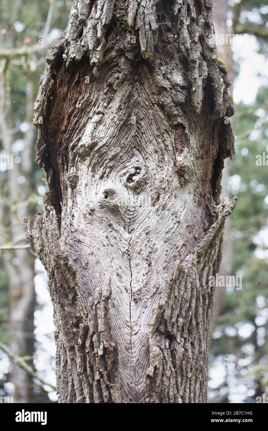 Layers peeled away from a tree's bark reveal a unique and interesting pattern. Stock Photo