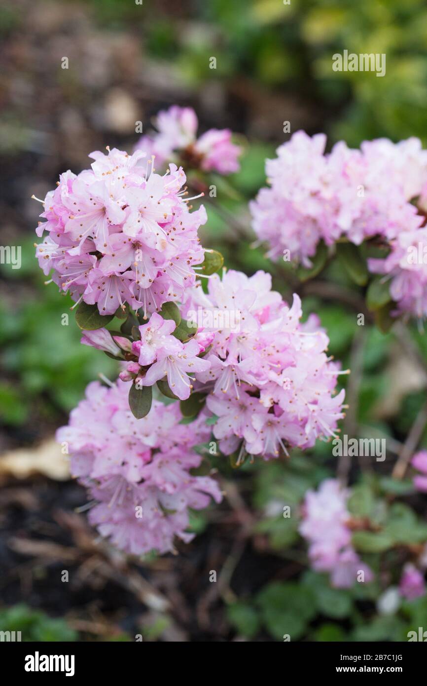 Rhododendron racemosum. Stock Photo