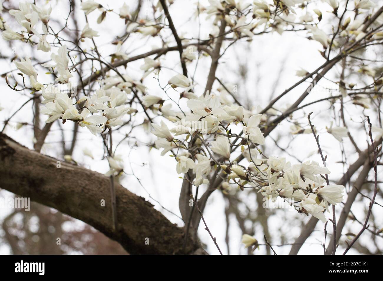 Magnolia kobus. Stock Photo