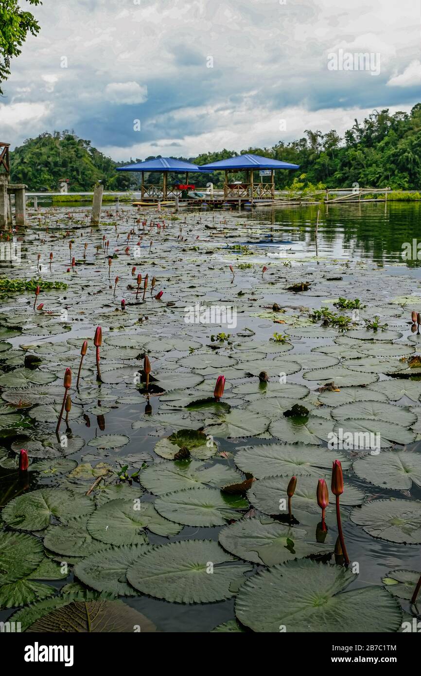 Water lilies found in a lake. Lake Sebu, South Cotabato, Philippines. Stock Photo