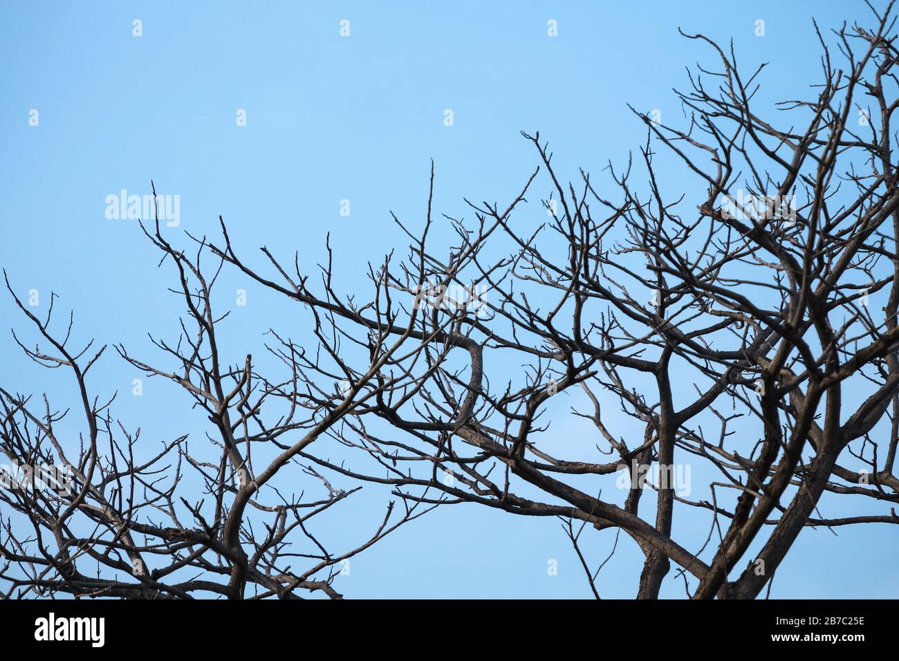 The dry tree branches with blue sky background Stock Photo - Alamy