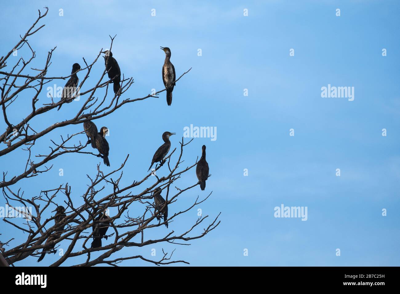 Birds perched on the tree branches with blue sky background Stock Photo