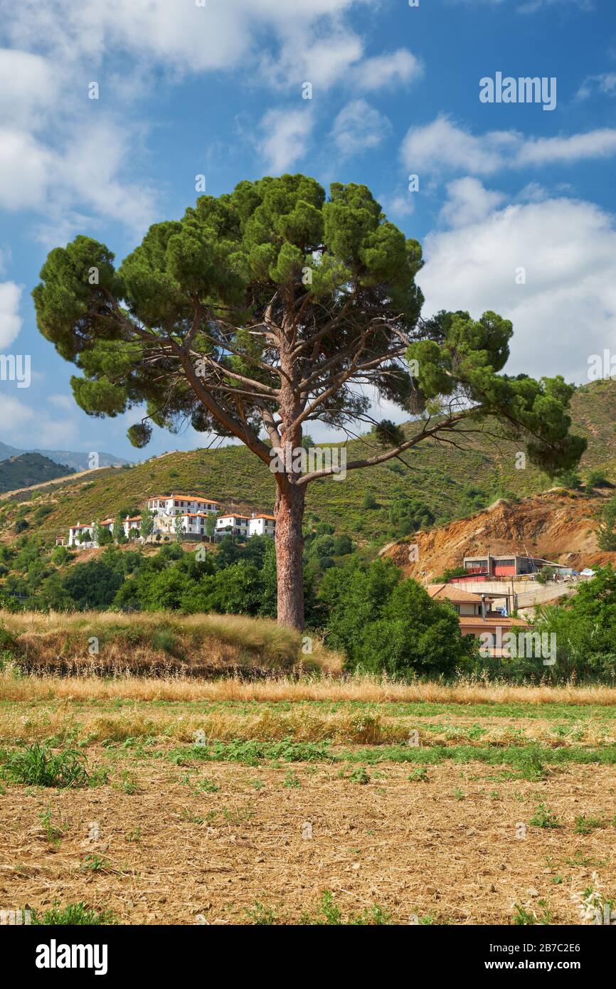The lonely pine tree in the upper Solea valley in the village of Galata.Troodos area. Cyprus. Stock Photo