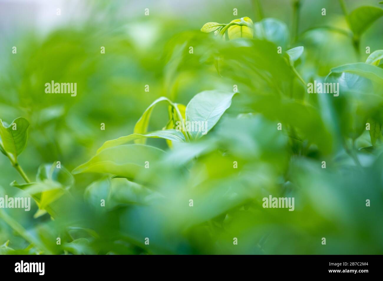 Closeup image of green leaves background Stock Photo - Alamy