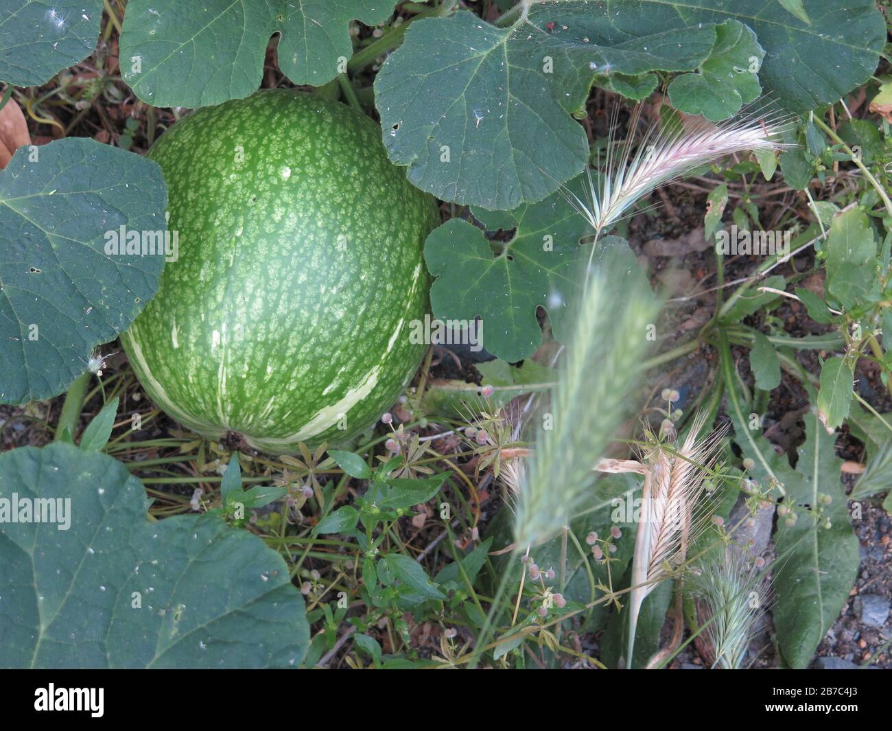 Green pumpkin covered by weeds on roadside in andalusia Stock Photo