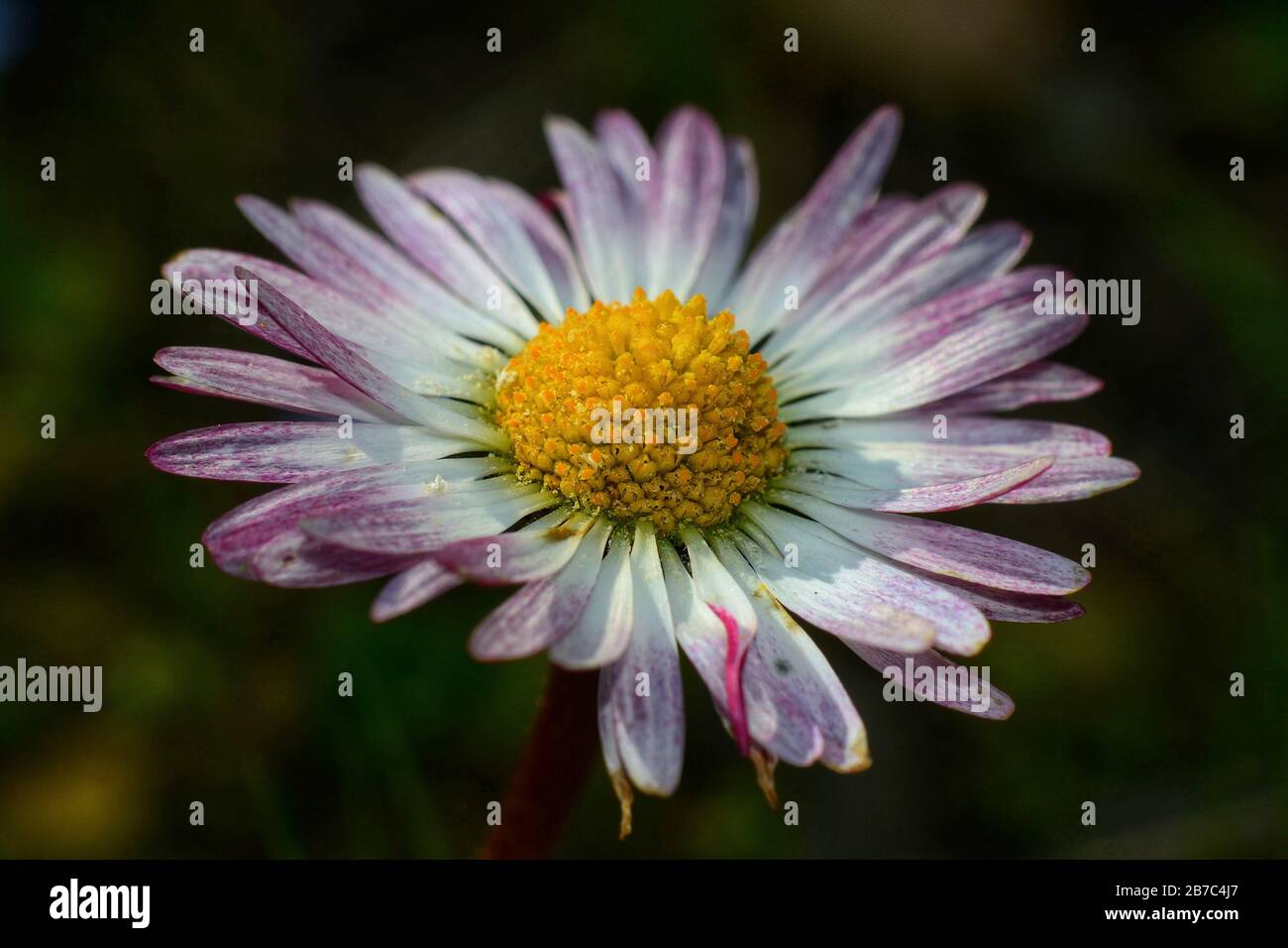 close-up of white and pink daisy flower with its yellow stamens in evidence Stock Photo
