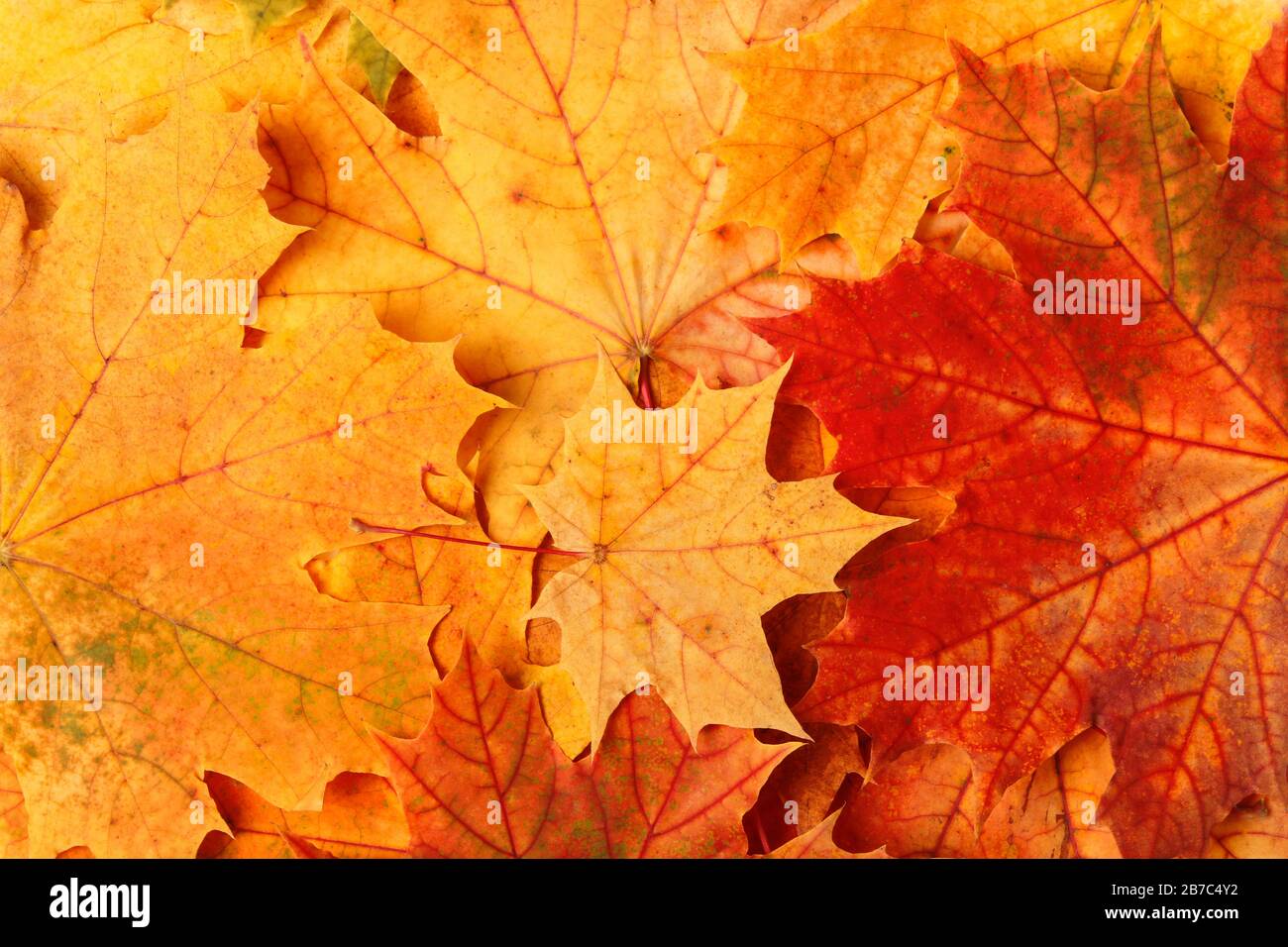 Multi-colored autumn maple leaves as background Stock Photo