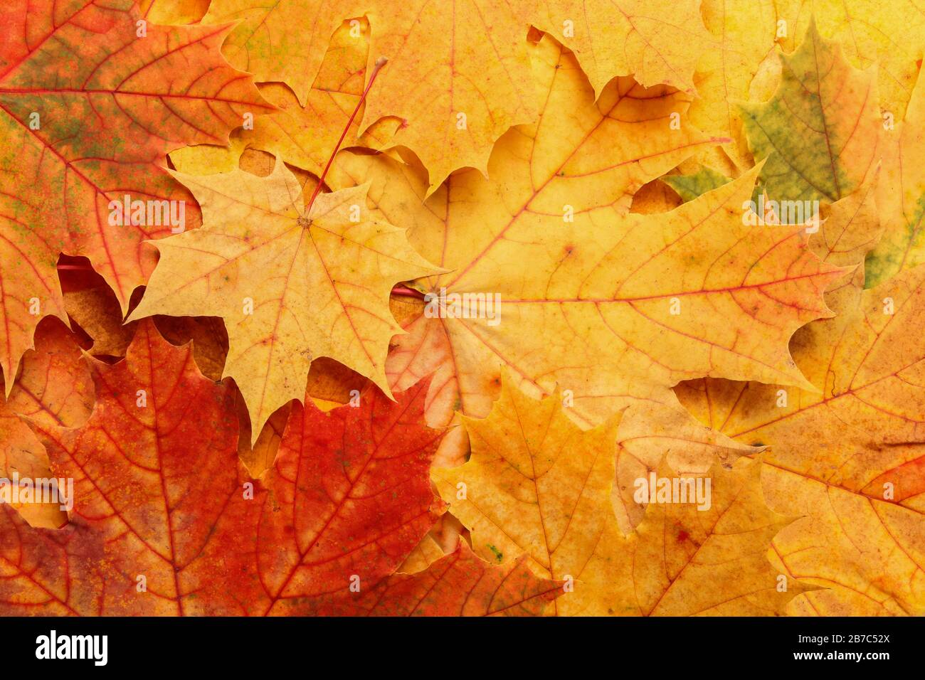 Multi-colored autumn maple leaves as background Stock Photo