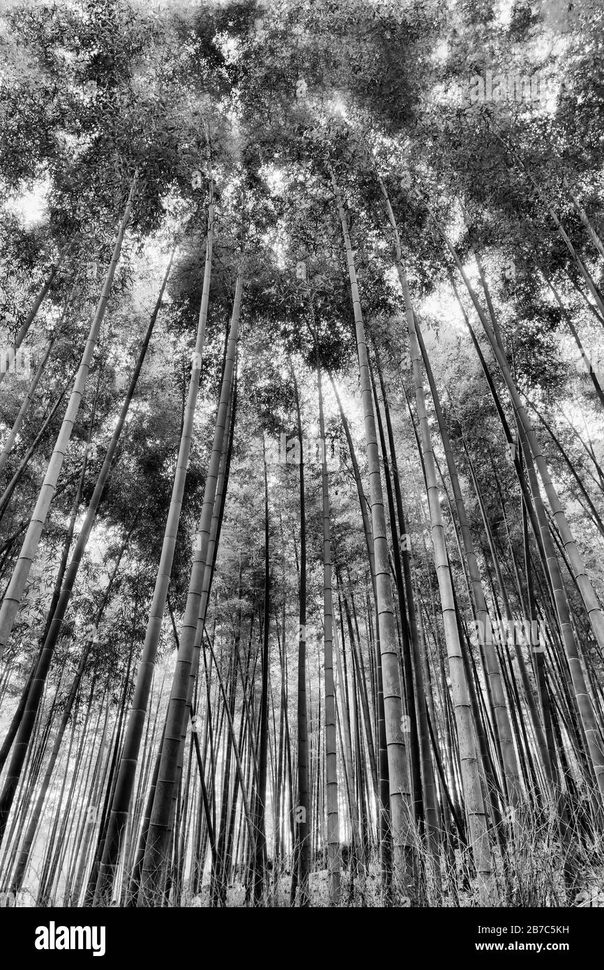 Tall greyscale bamboo plants in Bamboo grove of Kyoto city, Japan. Straight trunks from ground up to cover the sky - contrast black-white impression. Stock Photo