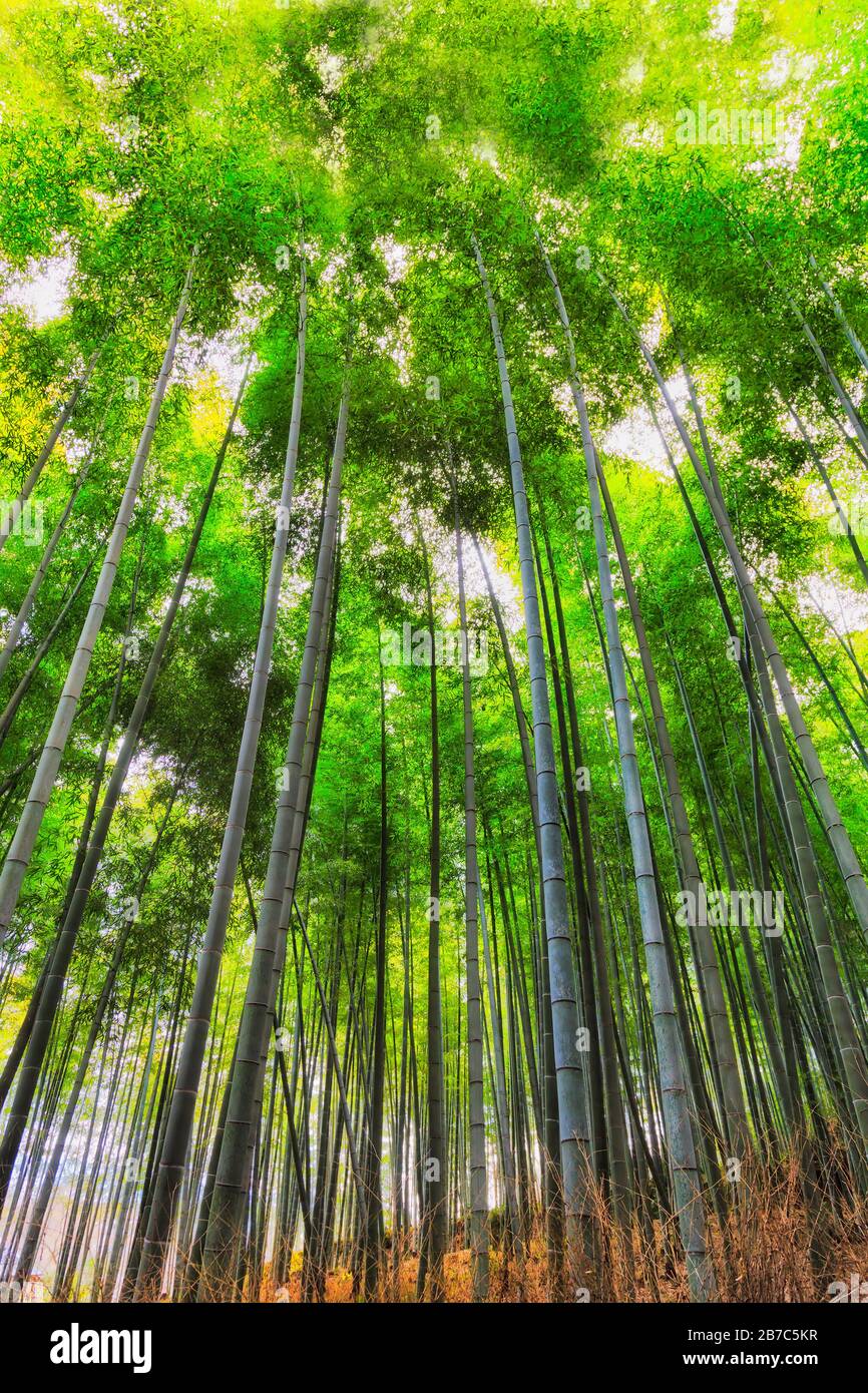 Tall evergreen bamboo plants in Bamboo grove of Kyoto city, Japan. Straight  trunks from ground up to cover the sky Stock Photo - Alamy