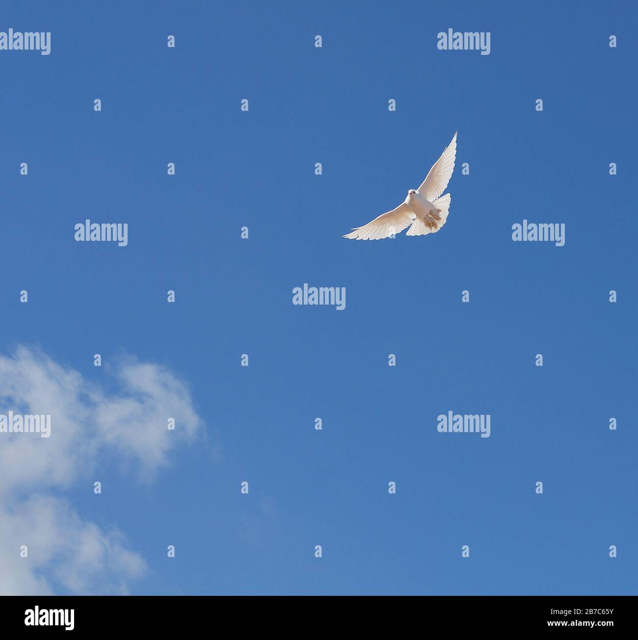 a white dove soaring high to blue sky with spread wings Stock Photo - Alamy