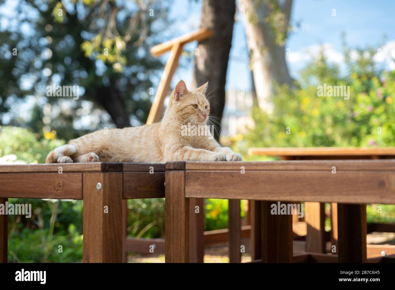 A cat is resting on a picnic table Stock Photo