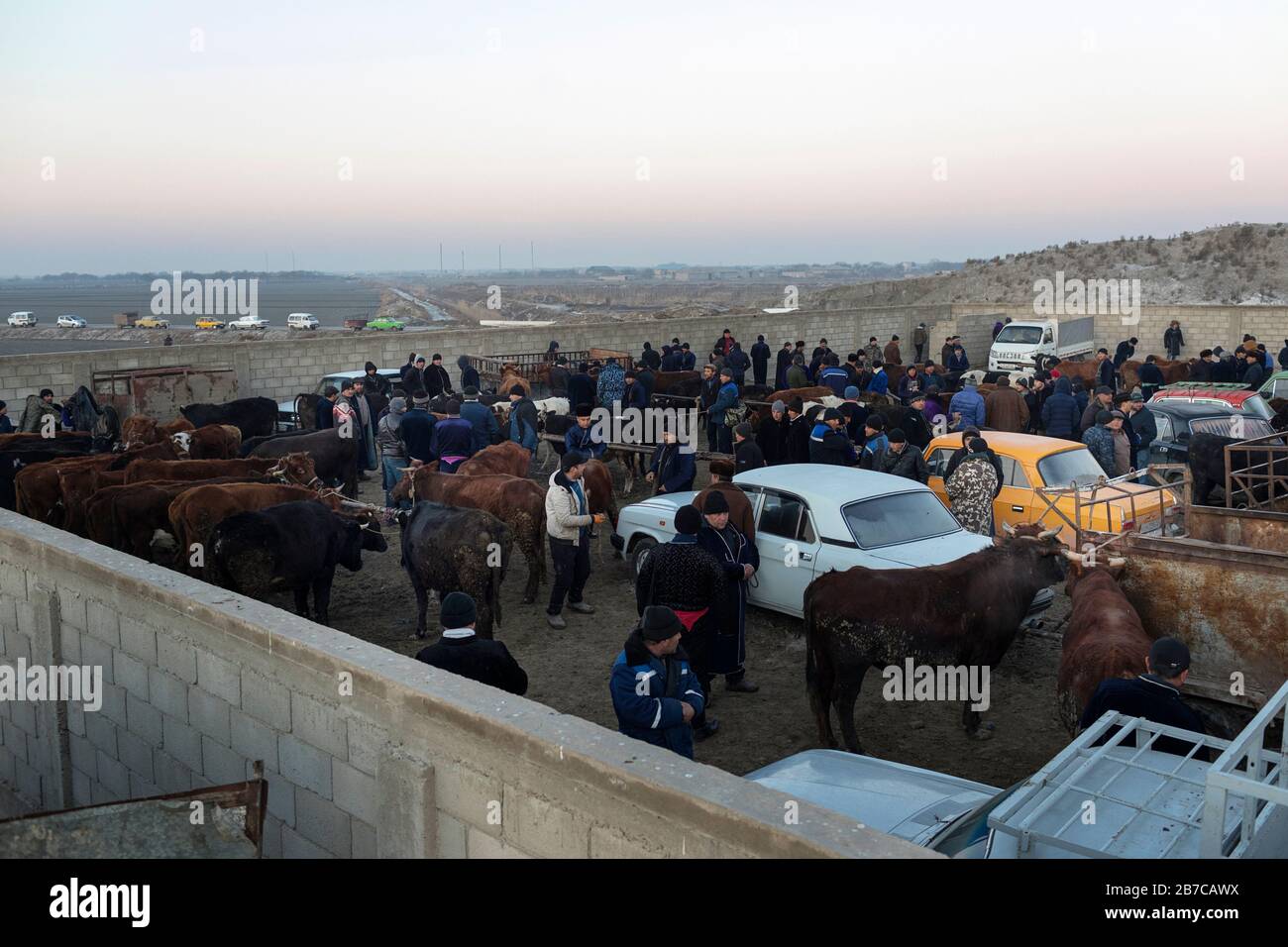Scene on the morning cattle market in a village near Bukhara, Uzbekistan Stock Photo