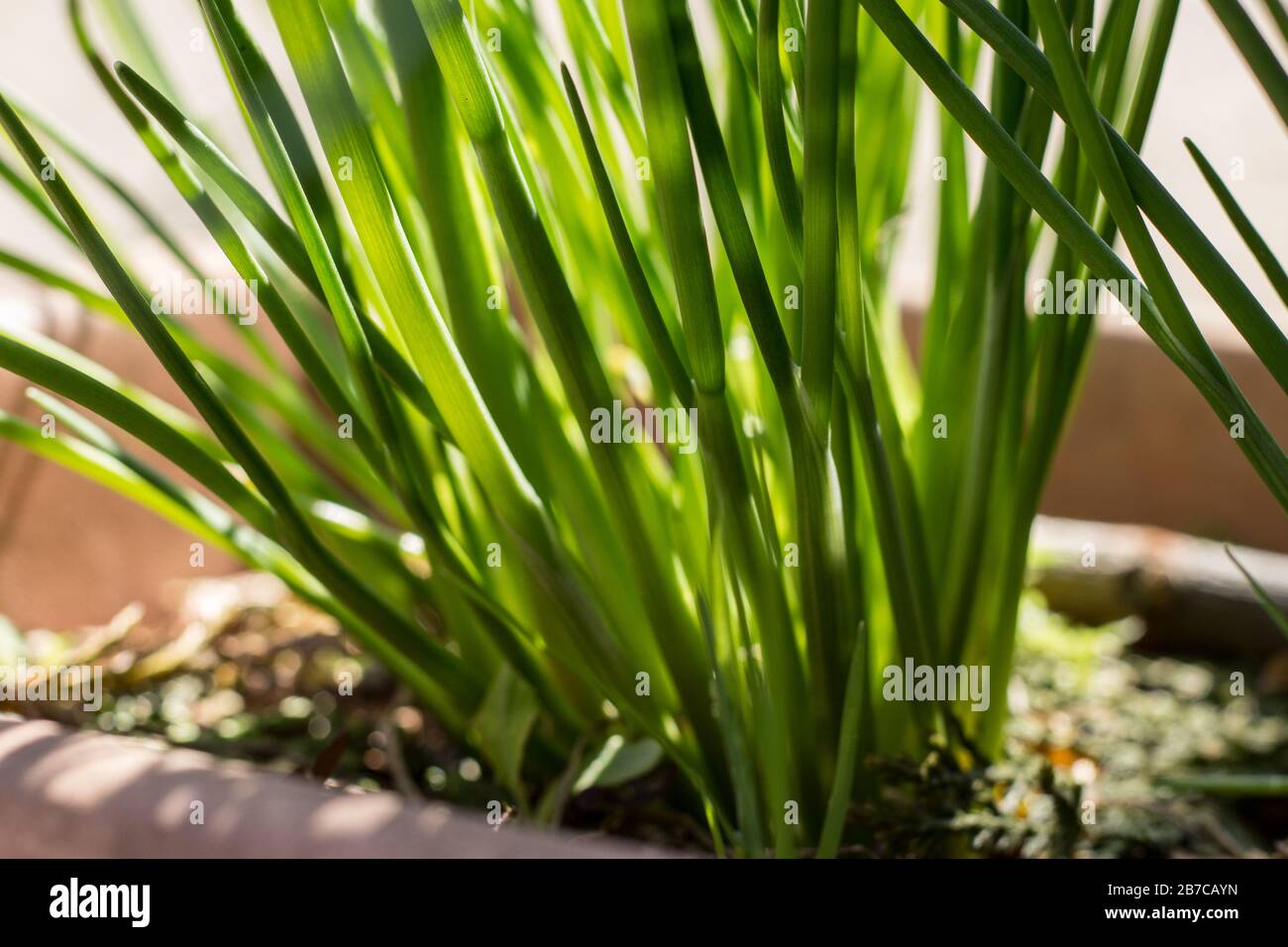 potted chives, new vegetation in March Stock Photo