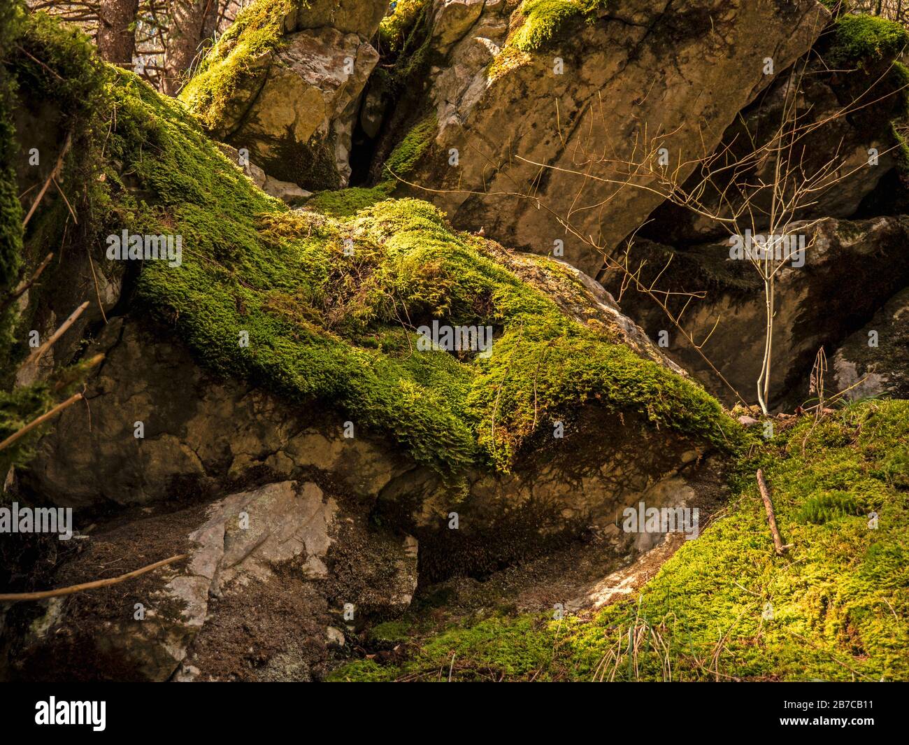 Close up shot of a small sapling growing in among some moss covered rocks and leaves in a magical green forest. Stock Photo