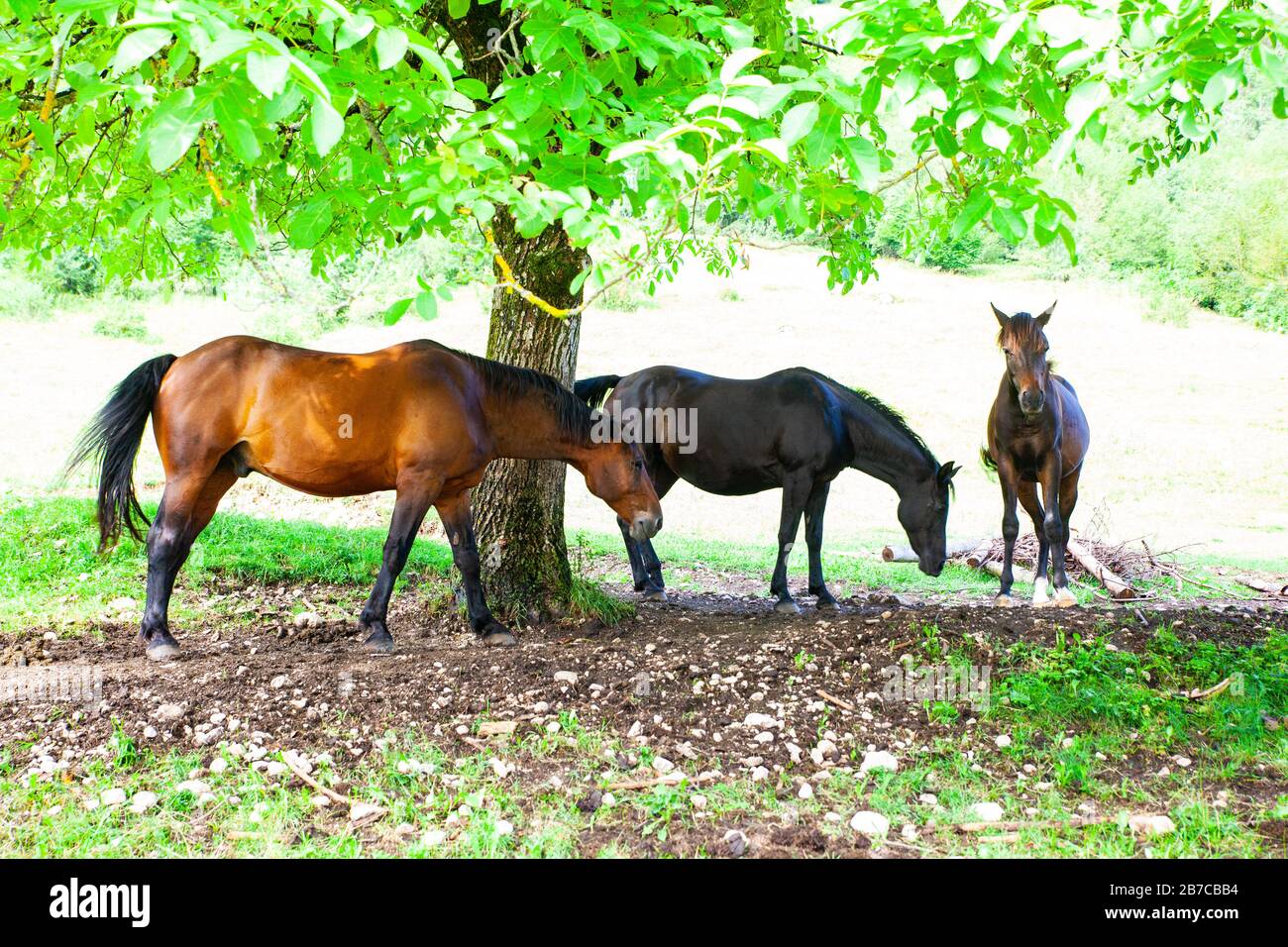 Horses taking shade under the shadow of a tree Stock Photo