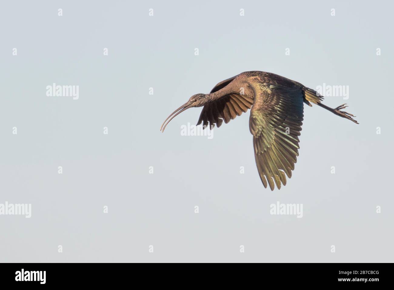 Glossy ibis flying, Doñana National Park, Andalusia, Spain Stock Photo