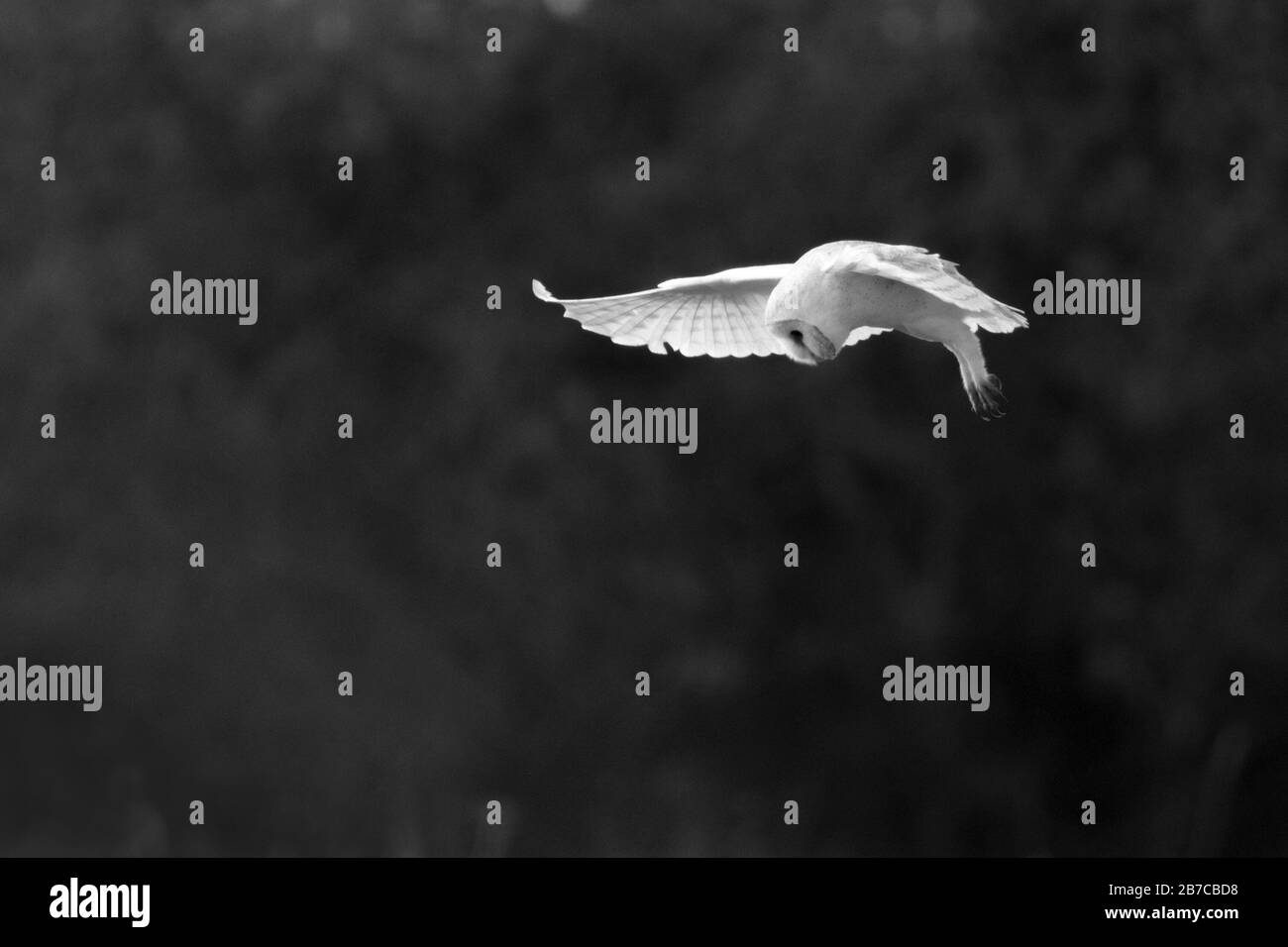 Barn owl hunting in York, England, UK Stock Photo