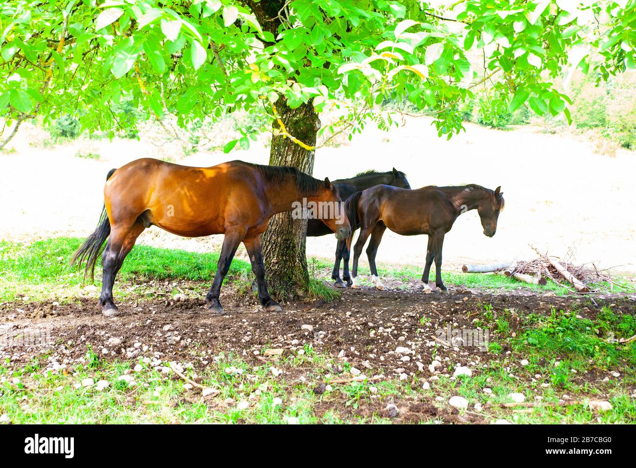 Horses taking shade under the shadow of a tree Stock Photo