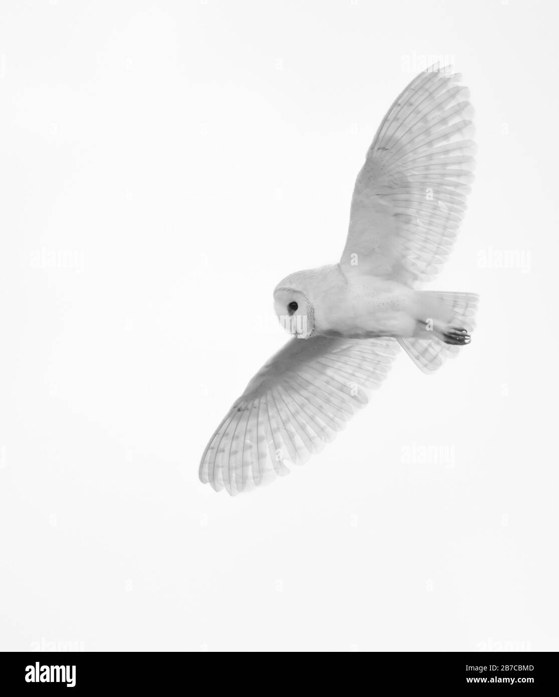 Barn owl flying in York, England, UK Stock Photo