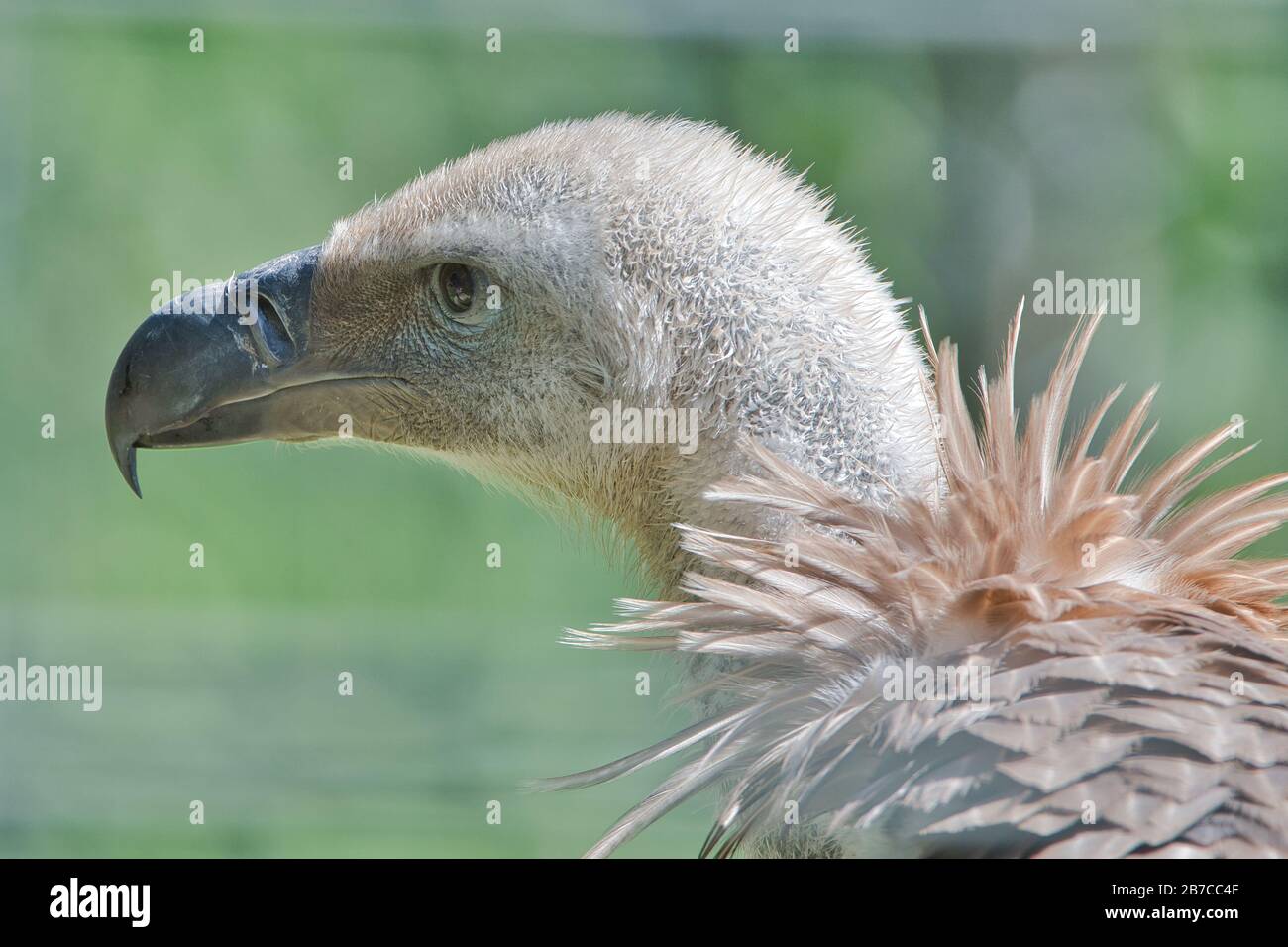 Gänsegeier, Gaensegeier, Vogel,Bird, Gyps fulvus,  Altweltgeier , Greifvögel, Gyps, Griffon vulture, Old World vulture , Stock Photo