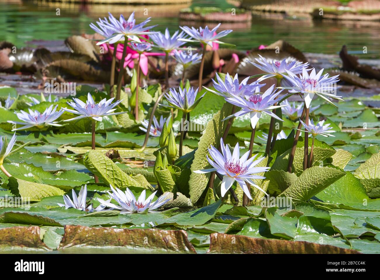 Seerose,Teichrose,Wasserpflanze,Pflanze,Nymphaea, Spermatophytina, aquatic plants ,Lily pad , Seerosengewächse , Magnoliopsida Stock Photo