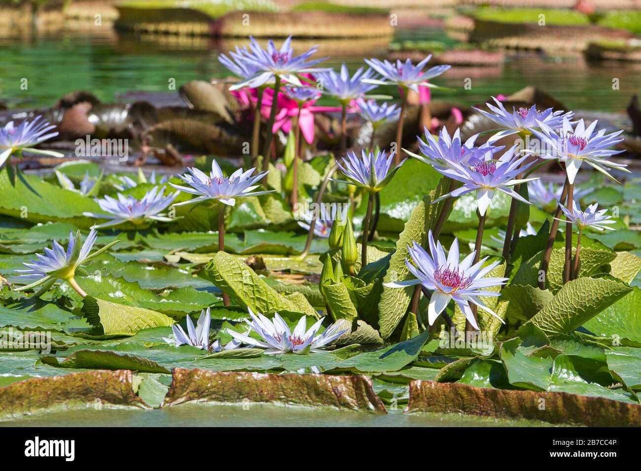 Seerose,Teichrose,Wasserpflanze,Pflanze,Nymphaea, Spermatophytina, aquatic plants ,Lily pad , Seerosengewächse , Magnoliopsida Stock Photo