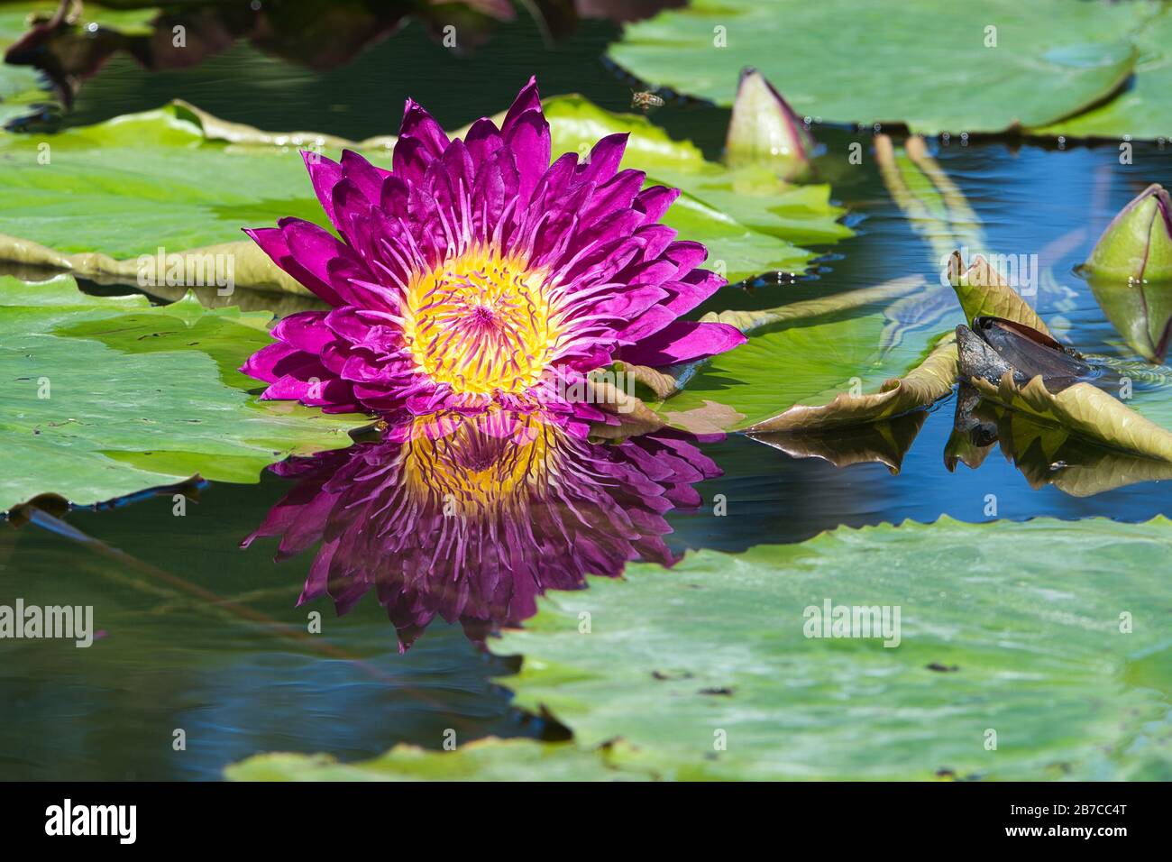 Seerose,Teichrose,Wasserpflanze,Pflanze,Nymphaea, Spermatophytina, aquatic plants ,Lily pad , Seerosengewächse , Magnoliopsida Stock Photo