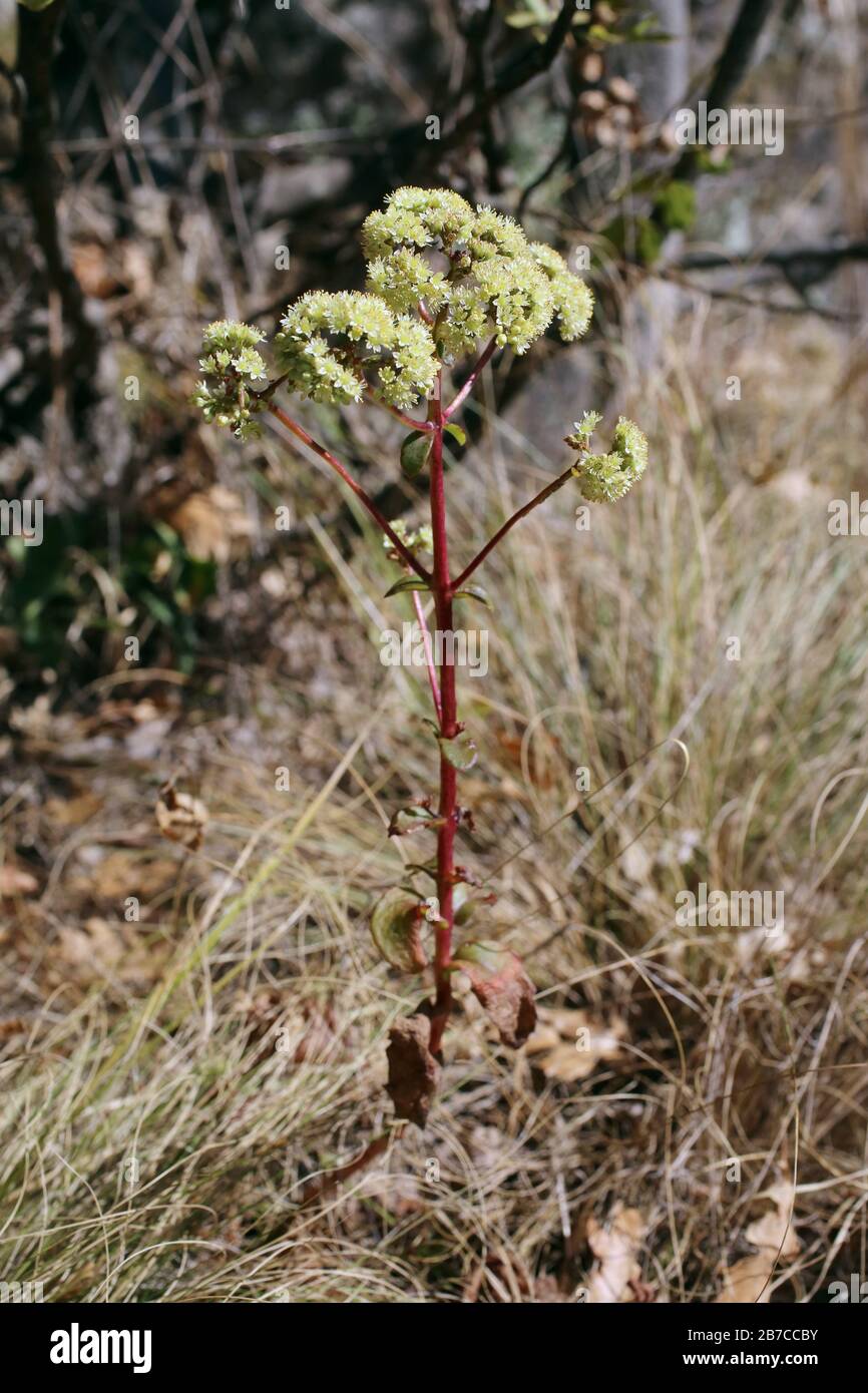 Sedum maximum - Wild plants shot in the fall. Autumn Stock Photo