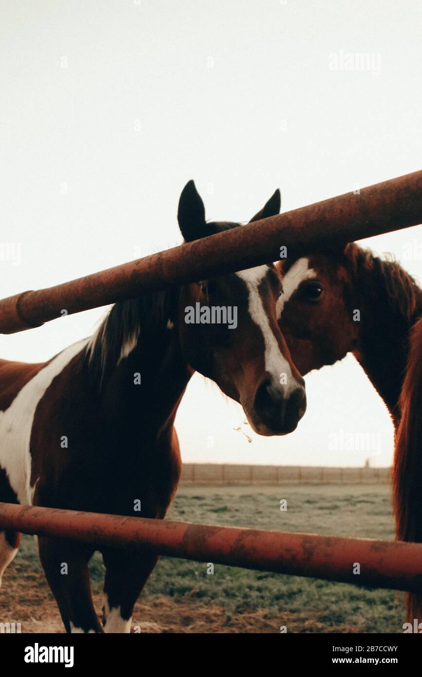 Horse behind bars hires stock photography and images Alamy