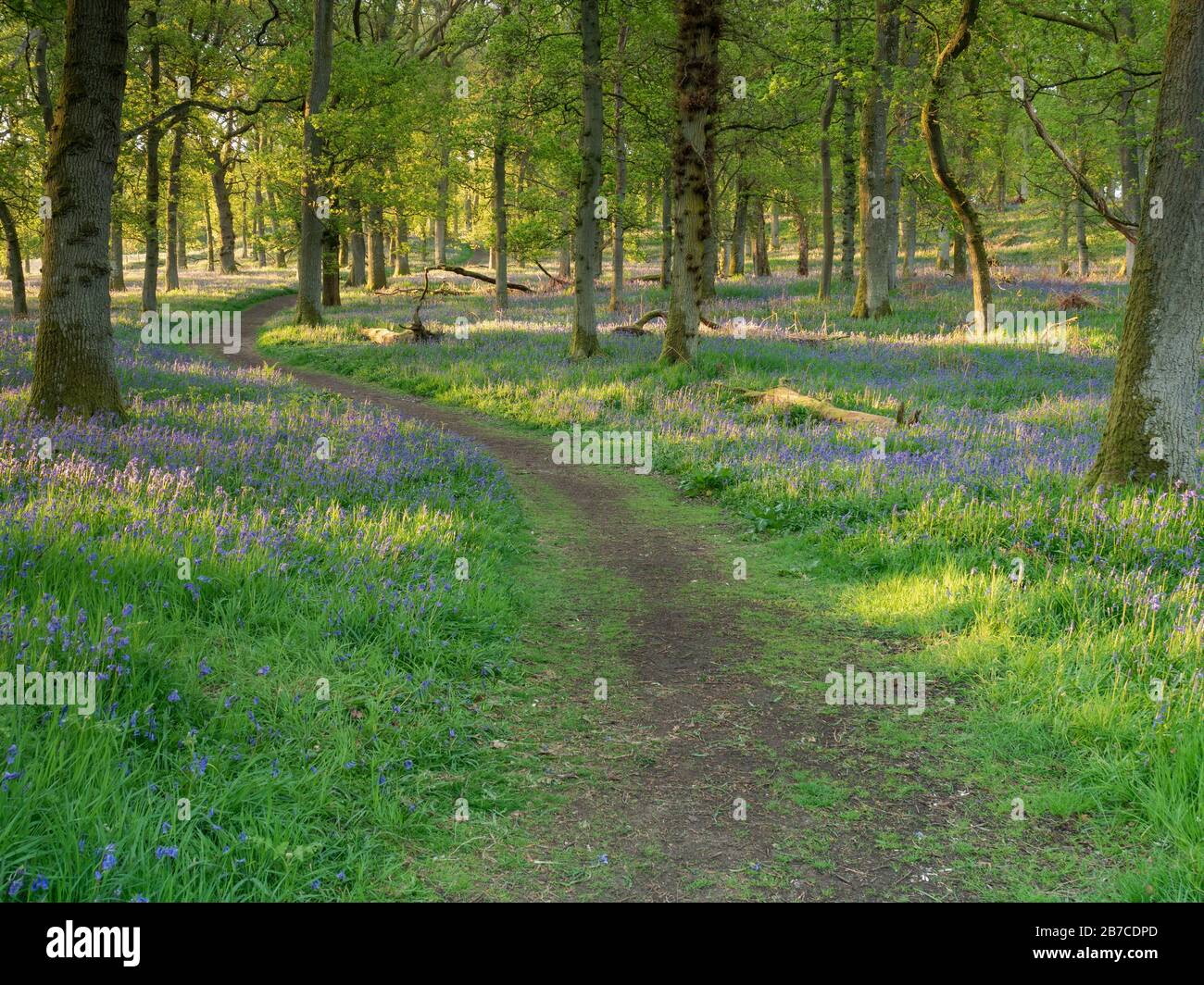 Kinclaven Bluebell Wood, Perthshire Stock Photo