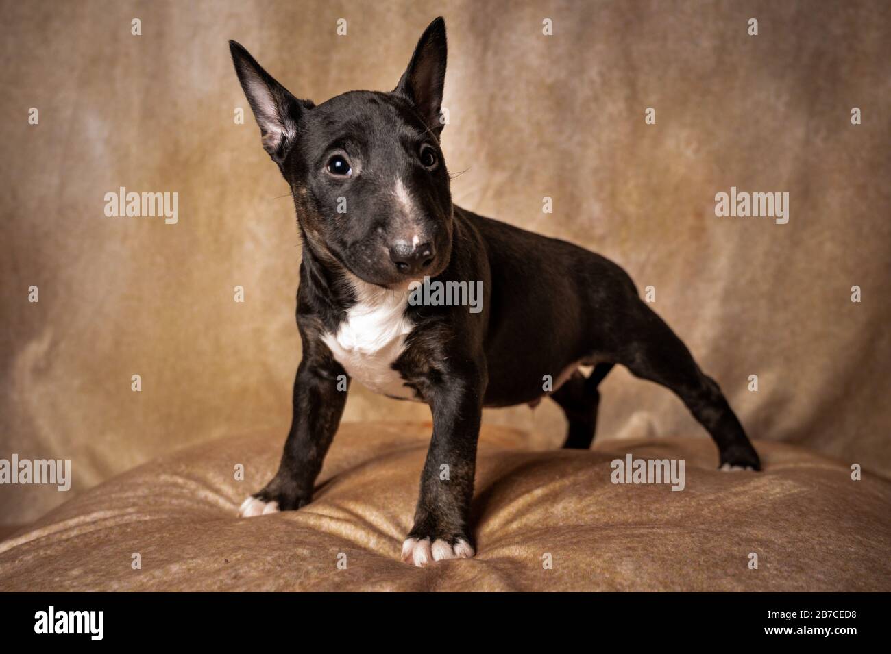 miniature bull terrier black