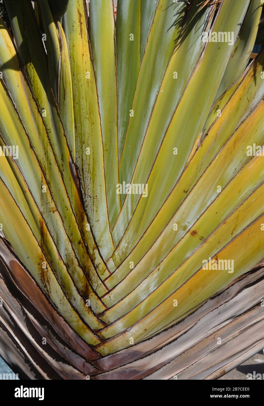 Close up of decorative stems of tropical plant in a hotel garden in Tenerife Spain Stock Photo
