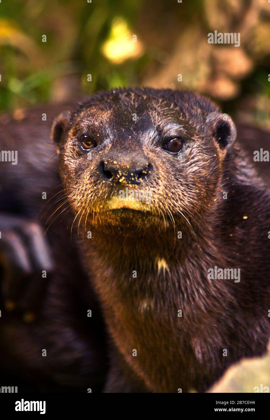 Once common and widespread in much of sub-Saharan Africa the population of Africa's smallest member of the otter family is on the decline. Stock Photo