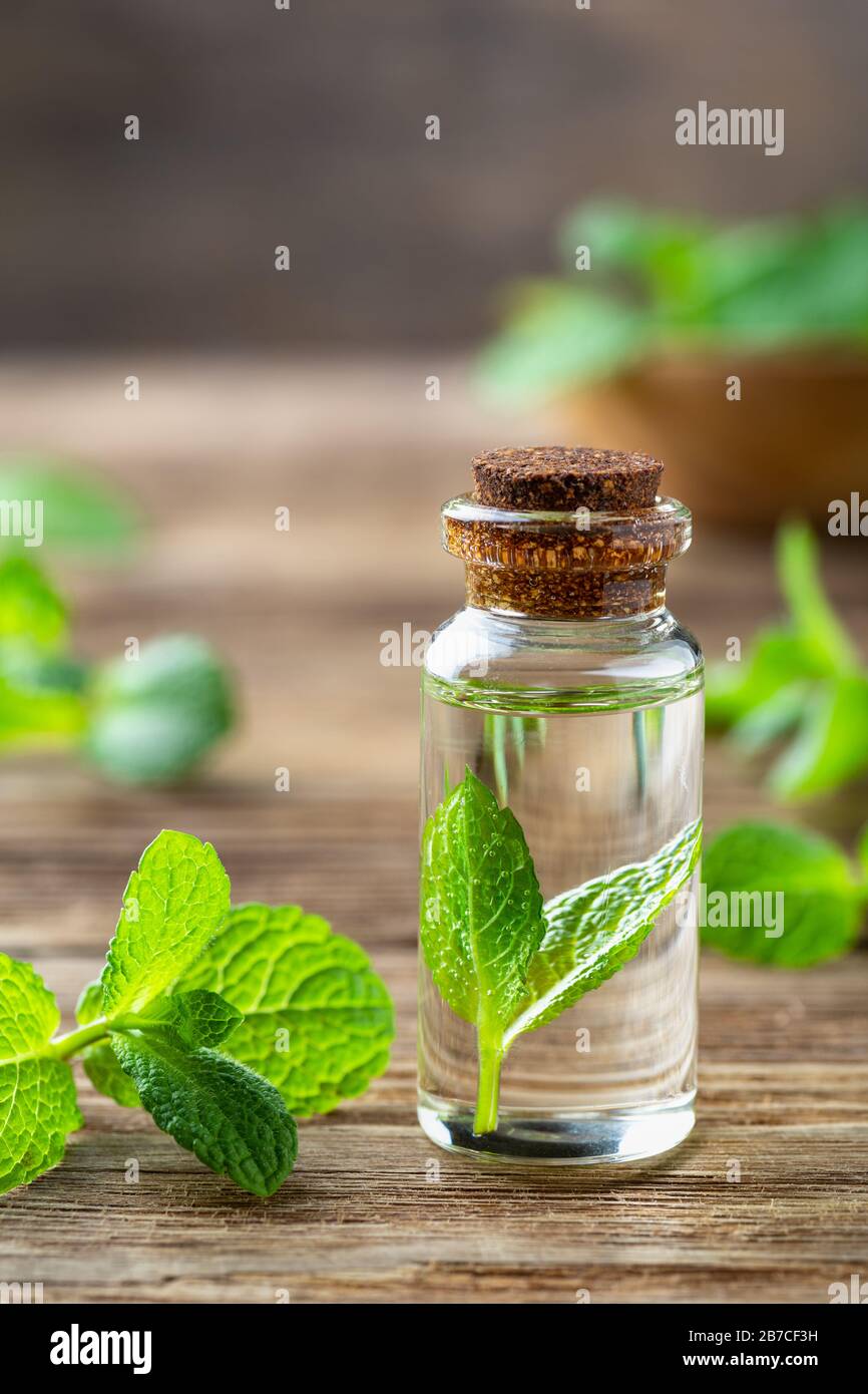 The leaf has a fragrant essential oil hires stock photography and