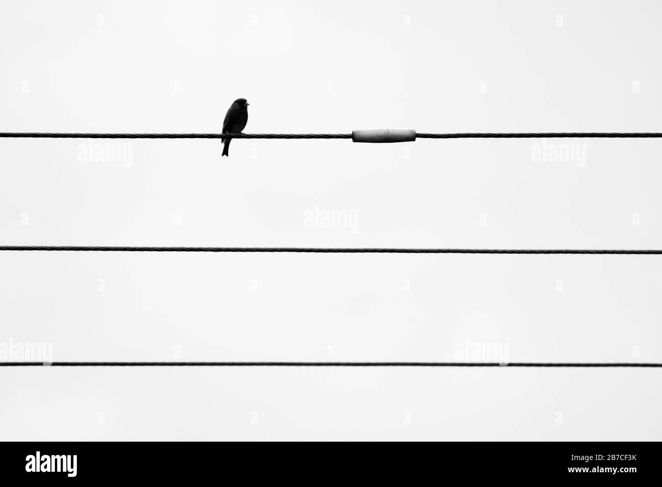 Bird on a wire, York, North Yorkshire, England, UK Stock Photo