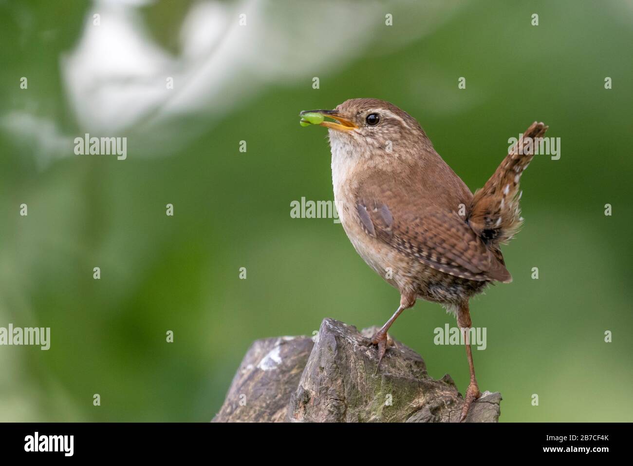 Eurasian wren with green caterpillar, York, England,UK Stock Photo