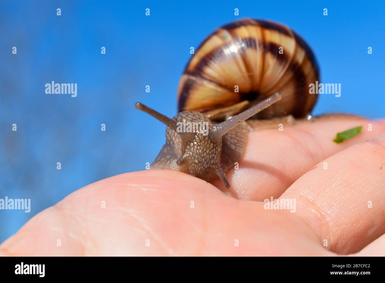 cornu aspersum, garden snail on hand in macro close-up blue blurred background Stock Photo