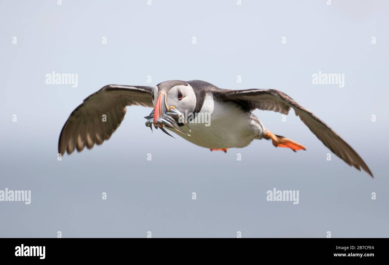 Puffin flying with fish in bill, Farne Islands, Northumberland, England, UK Stock Photo
