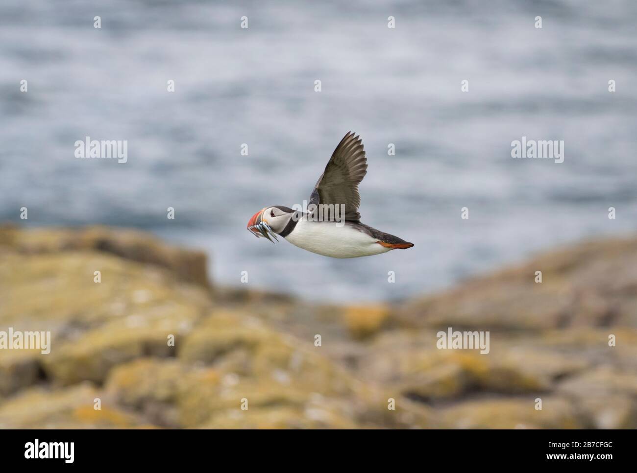 Puffin flying with fish in bill, Farne Islands, Northumberland, England, UK Stock Photo