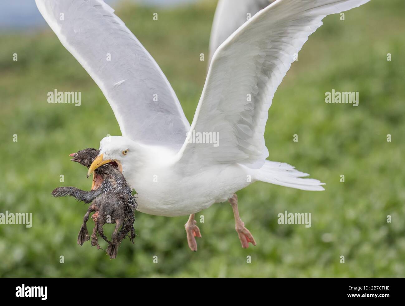 Gull eating puffin chick hires stock photography and images Alamy