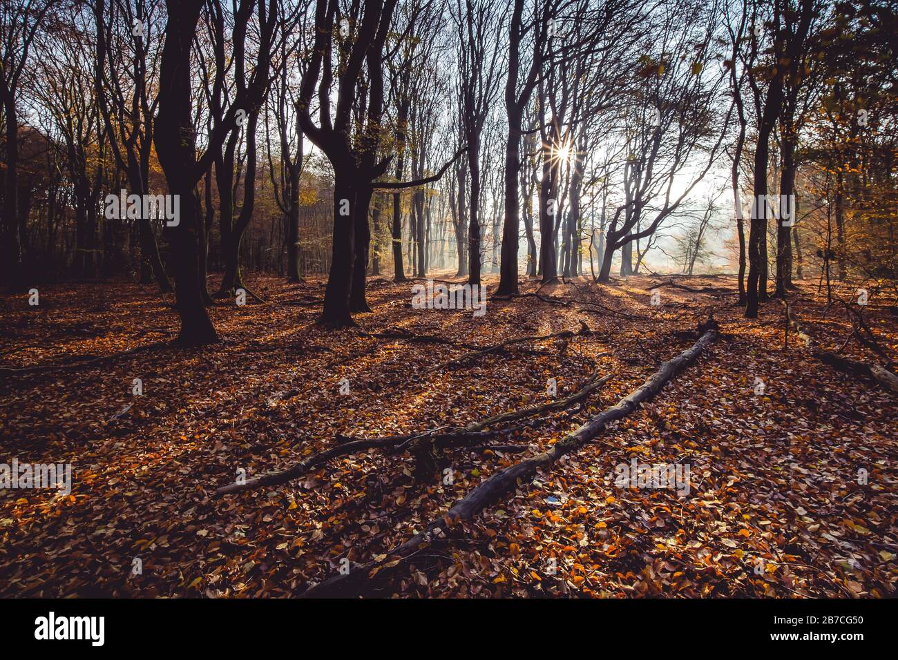 High angle shot of red Autumn leaves on the ground in a forest with ...